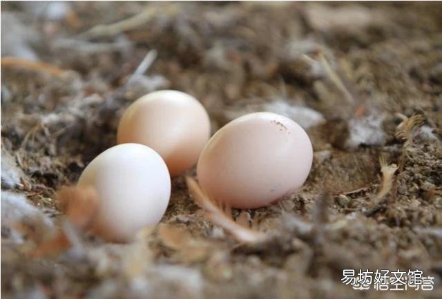 土鸡蛋为什么那么受欢迎?我们能买到真正的土鸡蛋吗?