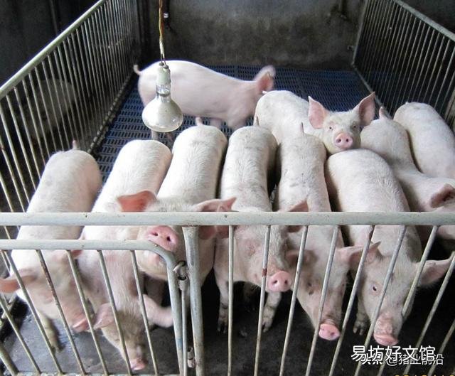 乳豬多少天可以與母豬隔離？