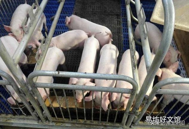 乳豬多少天可以與母豬隔離？