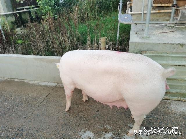 乳豬多少天可以與母豬隔離？