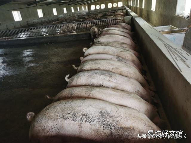 乳豬多少天可以與母豬隔離？