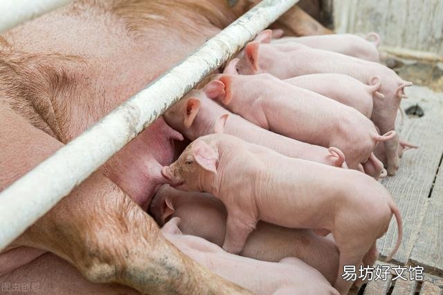 乳豬多少天可以與母豬隔離？