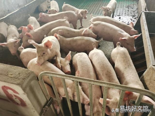 乳豬多少天可以與母豬隔離？