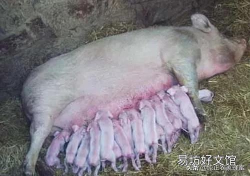 农村大量建养猪场，前景如何呢？