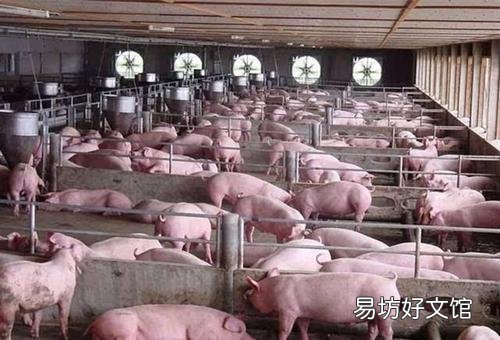 未来三年养猪前景如何？