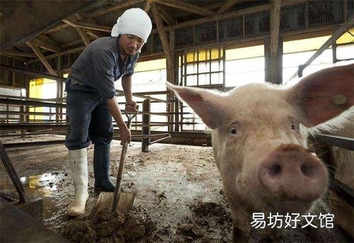 未来三年养猪前景如何？