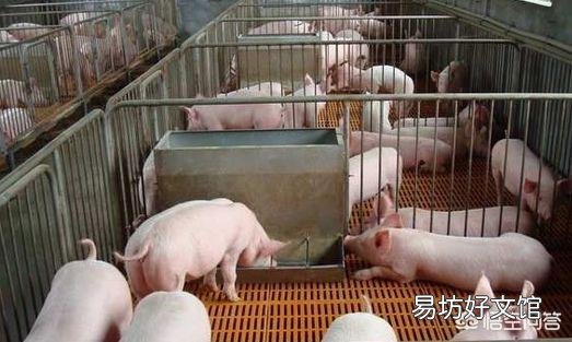 猪突然出现身抖,口吐白沫,张口喘气,然后倒地,怎么治疗?
