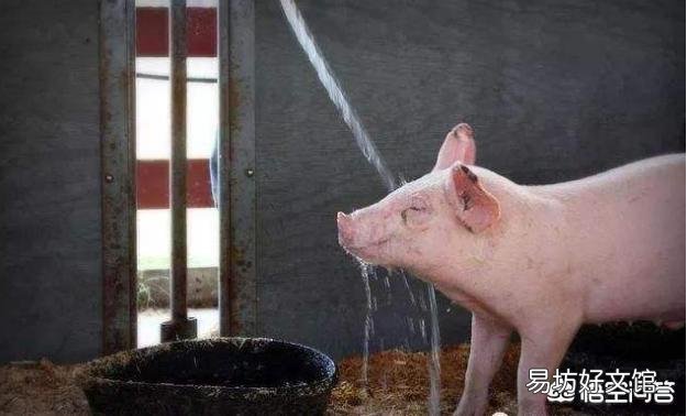 猪突然出现身抖,口吐白沫,张口喘气,然后倒地,怎么治疗?