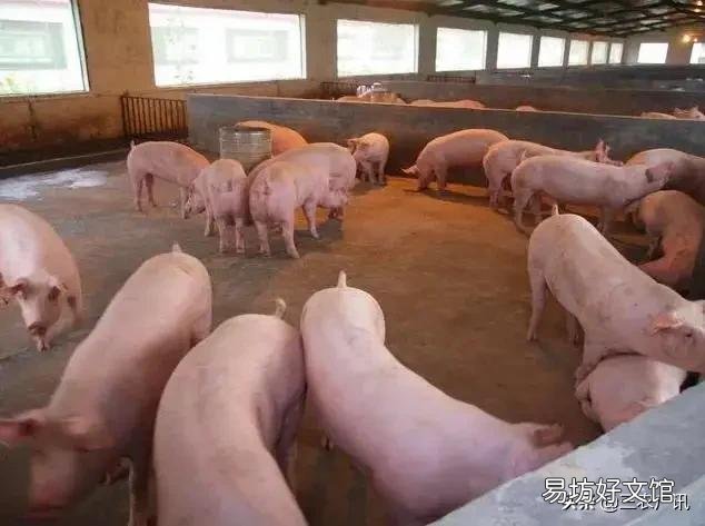 目前手头上有56头猪待出栏,打算出栏之后继续养殖怎么样?