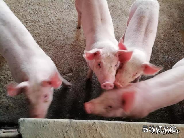 听说猪肉20块钱一斤,如果现在存些,到年底会涨到50元一斤吗?