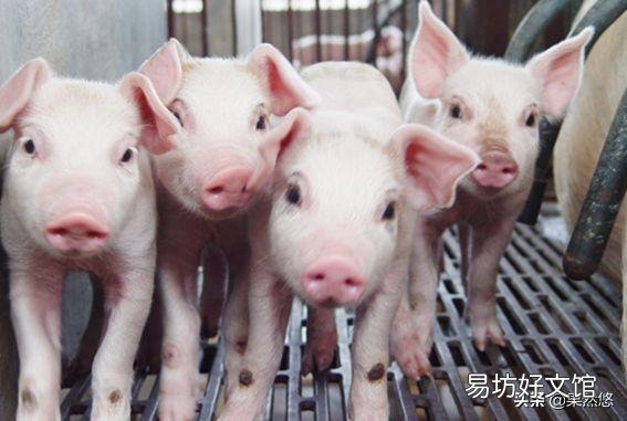 听说猪肉20块钱一斤,如果现在存些,到年底会涨到50元一斤吗?