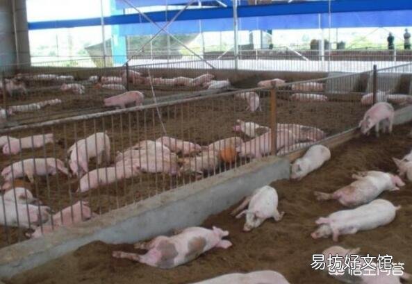 农村养猪是否有发展前景?最后一批猪出栏后是否该继续养?