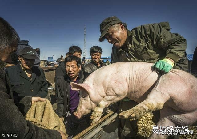 农村养猪是否有发展前景?最后一批猪出栏后是否该继续养?