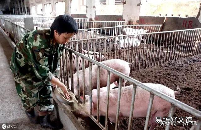 农村养猪是否有发展前景?最后一批猪出栏后是否该继续养?