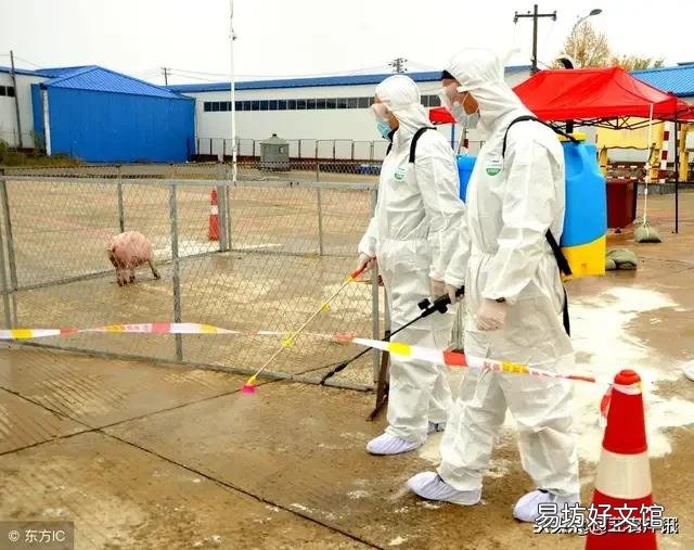 非洲猪瘟什么时候可以完全控制、消除?