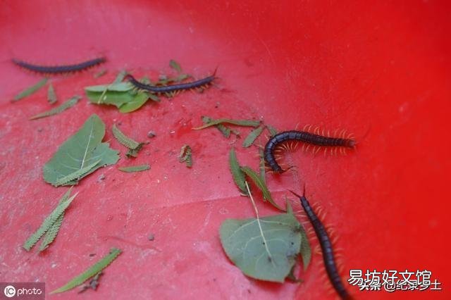 家住河北农村,砖木结构平房,屋里经常有蜈蚣怎么办?喷药下药都不管用,怎么办?