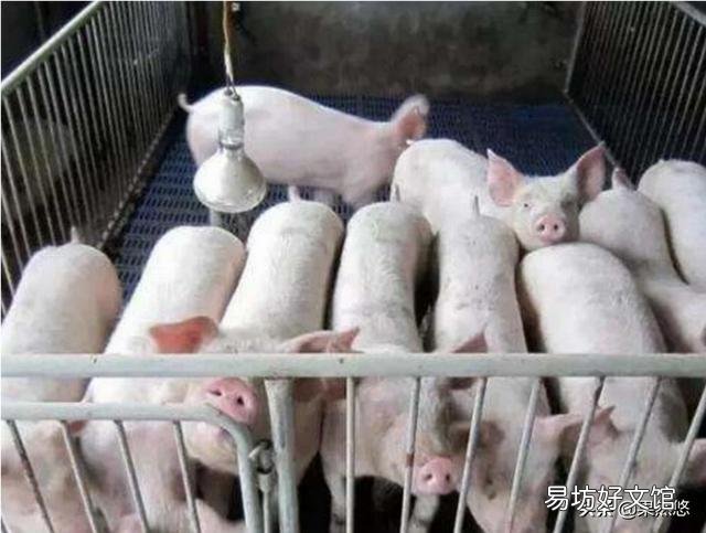 广西罗城:目前猪肉每市22元一斤,问到什么时候,返回原来市价?