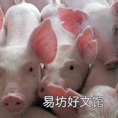 非洲猪瘟小猪死亡率高吗?