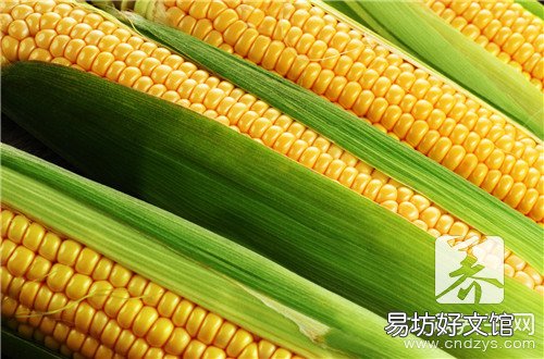 玉米笋的功效与作用是什么
