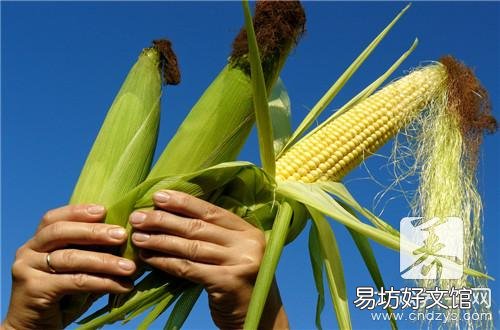 玉米笋的功效与作用是什么