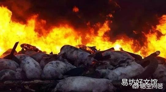 现在投资养猪怎么样,年底会不会涨到30元一斤?