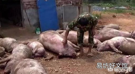 现在投资养猪怎么样,年底会不会涨到30元一斤?
