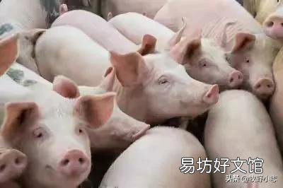现在投资养猪怎么样,年底会不会涨到30元一斤?