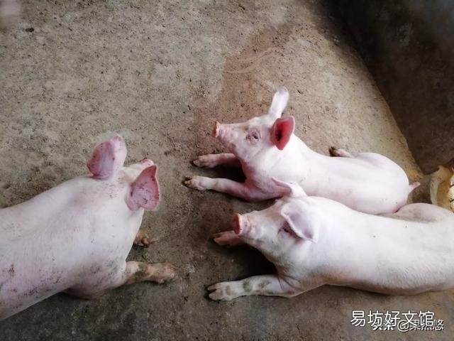现在投资养猪怎么样,年底会不会涨到30元一斤?