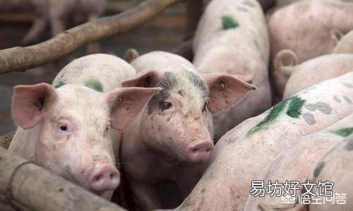 现在投资养猪怎么样,年底会不会涨到30元一斤?
