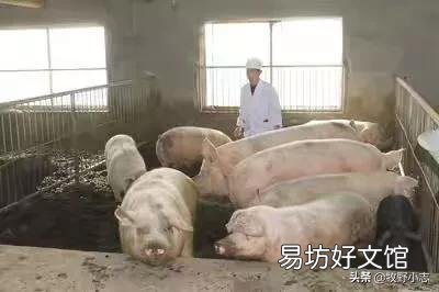 现在投资养猪怎么样,年底会不会涨到30元一斤?