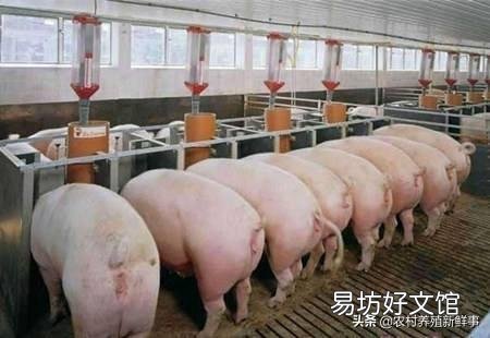 由于非洲猪瘟使很多养猪人闻猪生畏、心有余悸,如果没人养猪,将会产生什么后果?
