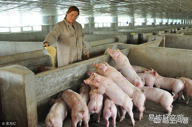 由于非洲猪瘟使很多养猪人闻猪生畏、心有余悸,如果没人养猪,将会产生什么后果?