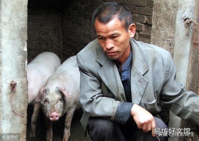 由于非洲猪瘟使很多养猪人闻猪生畏、心有余悸,如果没人养猪,将会产生什么后果?