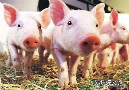 由于非洲猪瘟使很多养猪人闻猪生畏、心有余悸,如果没人养猪,将会产生什么后果?
