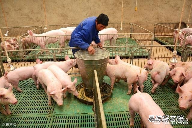 由于非洲猪瘟使很多养猪人闻猪生畏、心有余悸,如果没人养猪,将会产生什么后果?