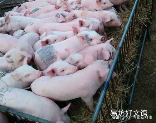 随着非洲猪瘟来势汹汹,家里目前还有仔猪几十头,附近也出现猪瘟,作为养猪人该如何应对?