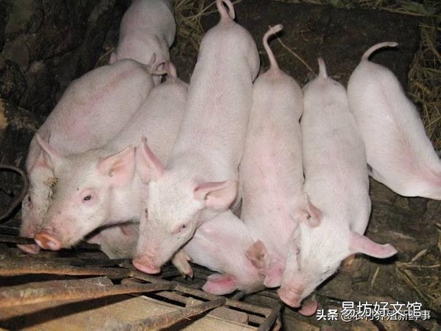随着非洲猪瘟来势汹汹,家里目前还有仔猪几十头,附近也出现猪瘟,作为养猪人该如何应对?