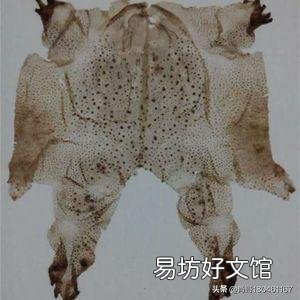 农村里的蟾蜍会脱下一层蟾衣,据说比黄金还贵,但是为什么从来没人在野外看到?