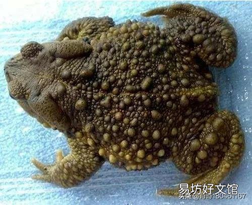 农村里的蟾蜍会脱下一层蟾衣,据说比黄金还贵,但是为什么从来没人在野外看到?