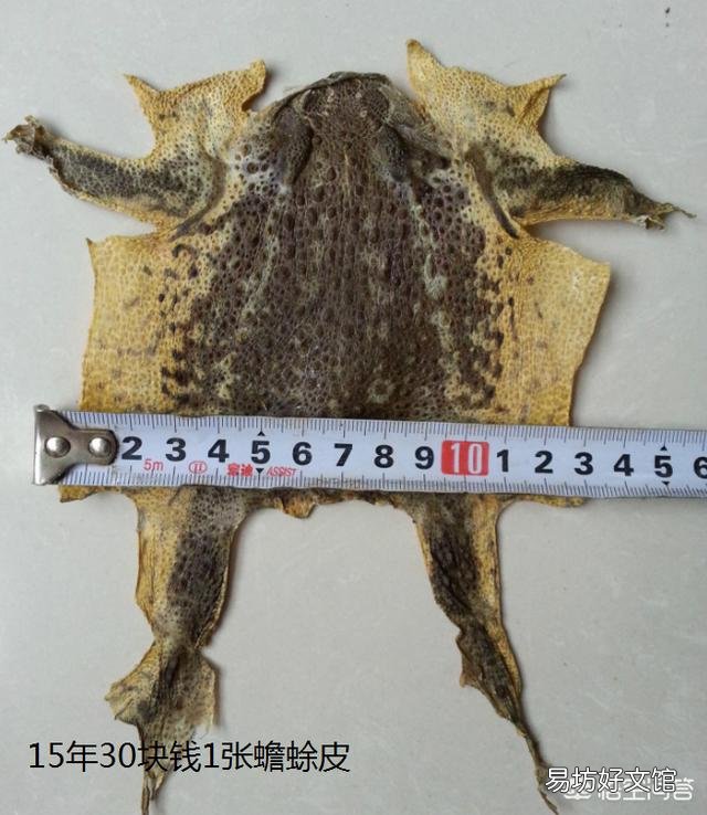 农村里的蟾蜍会脱下一层蟾衣,据说比黄金还贵,但是为什么从来没人在野外看到?