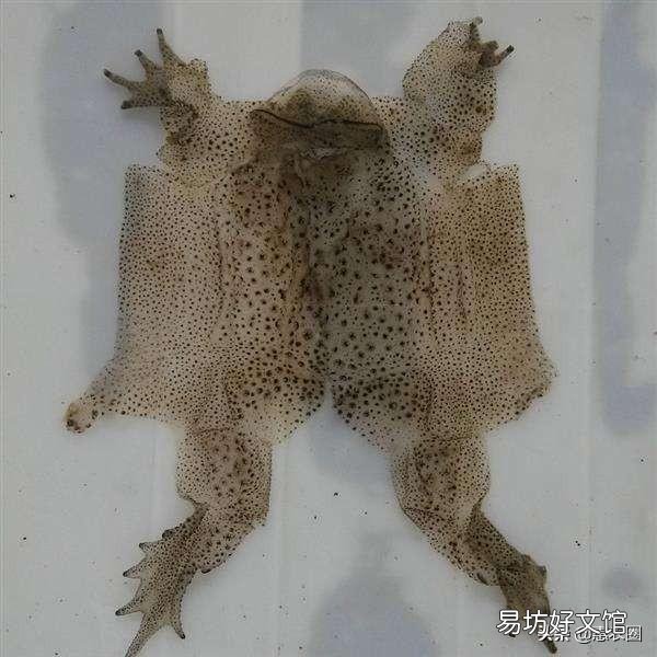 农村里的蟾蜍会脱下一层蟾衣,据说比黄金还贵,但是为什么从来没人在野外看到?