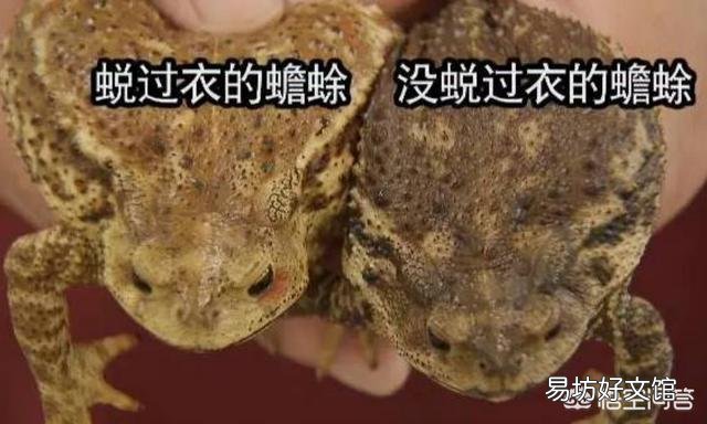 农村里的蟾蜍会脱下一层蟾衣,据说比黄金还贵,但是为什么从来没人在野外看到?