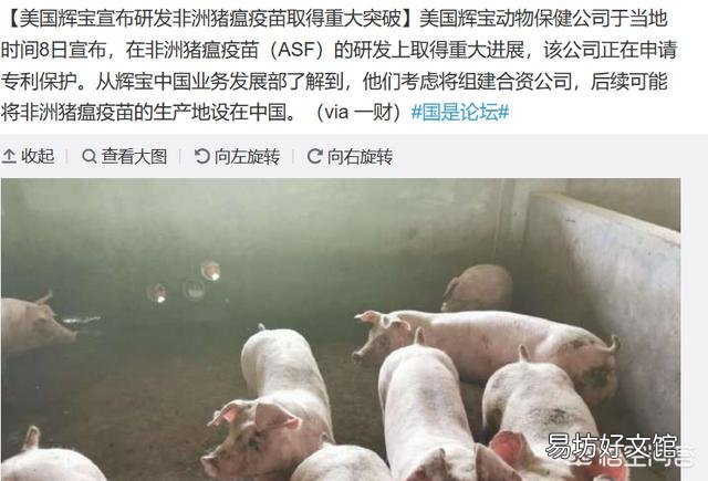 最近继越南之后,又爆出美国研发出非洲猪瘟疫苗,哪个更靠谱,现在适不适合养猪?