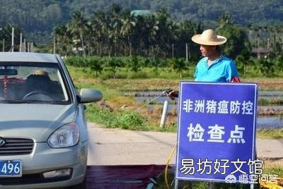 最近继越南之后,又爆出美国研发出非洲猪瘟疫苗,哪个更靠谱,现在适不适合养猪?