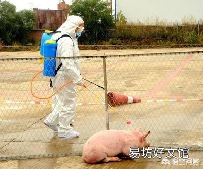 最近继越南之后,又爆出美国研发出非洲猪瘟疫苗,哪个更靠谱,现在适不适合养猪?