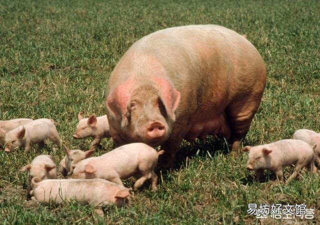 公猪为什么老配不上母猪?是公猪的原因,还是母猪的问题呢?
