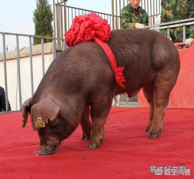 公猪为什么老配不上母猪?是公猪的原因,还是母猪的问题呢?