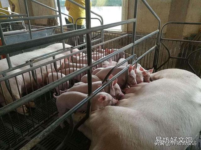 按照目前的非洲猪瘟疫情来看，养猪户还要等待多久可以补栏？