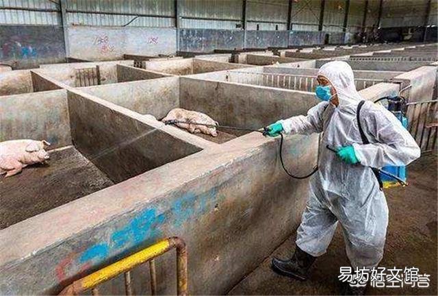 按照目前的非洲猪瘟疫情来看，养猪户还要等待多久可以补栏？