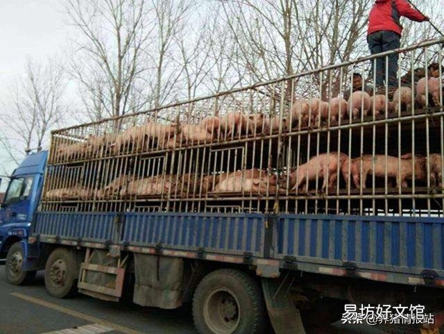 按照目前的非洲猪瘟疫情来看，养猪户还要等待多久可以补栏？